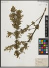 Foto von Salix purpurea L.